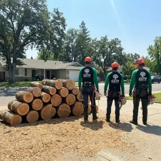 Freshly cut oak logs from a Nashville tree removal